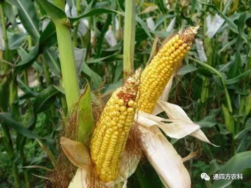 ���׶d���c�՗U��ԭ����