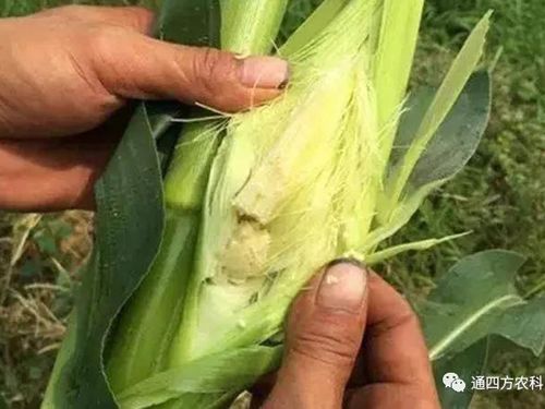 ���׶d���c�՗U��ԭ��