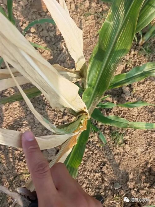 ���쵽����������ģʽ���_������������ɶΣ��������A(y��)����