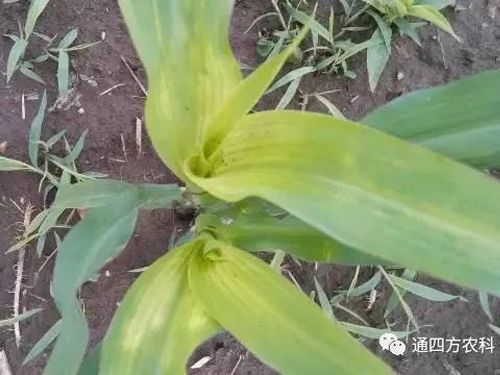 ���הQ����ô�k����ץ�o��Q��Ӱ푮a(ch��n)��!!!